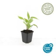 6x Echinacea p. 'White Swan' - ↕10-25cm - Ø9cm - Afbeelding 6