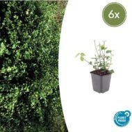 6x Euonymus fort. 'Coloratus' - ↕10-25cm - Ø9cm