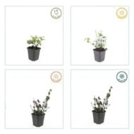 6x Euonymus fort. 'Coloratus' - ↕10-25cm - Ø9cm - Afbeelding 5