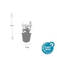 6x Euonymus fort. 'Harlequin' - ↕10-25cm - Ø9cm - Afbeelding 2