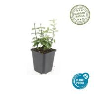 6x Euonymus fort. 'Harlequin' - ↕10-25cm - Ø9cm - Afbeelding 3