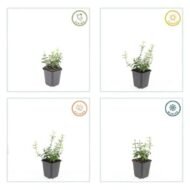 6x Euonymus fort. 'Harlequin' - ↕10-25cm - Ø9cm - Afbeelding 5