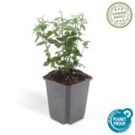 6x Euonymus fortunei radicans - ↕10-25cm - Ø9cm - Afbeelding 3