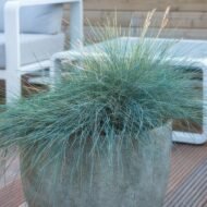 6x Festuca glauca 'Elijah Bleu' - ↕10-25cm - Ø9cm - Afbeelding 6