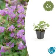 6x Geranium cant. 'Cambridge' - ↕10-25cm - Ø9cm