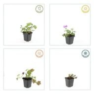 6x Geranium cant. 'Cambridge' - ↕10-25cm - Ø9cm - Afbeelding 5