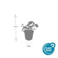 6x Geranium cant. 'Cambridge' - ↕10-25cm - Ø9cm - Afbeelding 6