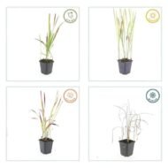 6x Imperata cylindrica 'Red Baron' - ↕10-25cm - Ø9cm - Afbeelding 6