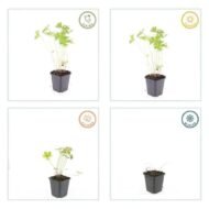 6x Geranium 'Johnson's Blue' - ↕10-25cm - Ø9cm - Afbeelding 4