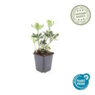 6x Pachysandra term. 'Variegata' - ↕10-25cm - Ø9cm - Afbeelding 2