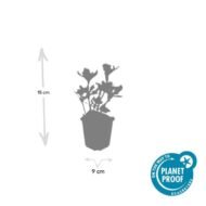 6x Pachysandra term. 'Variegata' - ↕10-25cm - Ø9cm - Afbeelding 3