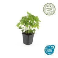 6x Geranium nodosum - ↕10-25cm - Ø9cm - Afbeelding 2