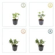 6x Pachysandra term. 'Variegata' - ↕10-25cm - Ø9cm - Afbeelding 4