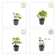 6x Geranium nodosum - ↕10-25cm - Ø9cm - Afbeelding 5