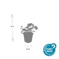 6x Geranium sang. 'Album' - ↕10-25cm - Ø9cm - Afbeelding 7