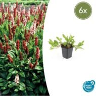 6x Persicaria aff. 'Darjeeling Red' - ↕10-25cm - Ø9cm