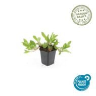 6x Persicaria aff. 'Darjeeling Red' - ↕10-25cm - Ø9cm - Afbeelding 2