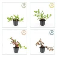 6x Persicaria aff. 'Darjeeling Red' - ↕10-25cm - Ø9cm - Afbeelding 4