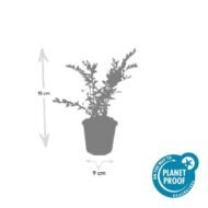 6x Lonicera pileata 'Purple Pearl' - ↕10-25cm - Ø9cm - Afbeelding 2