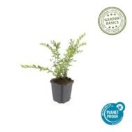 6x Lonicera pileata 'Purple Pearl' - ↕10-25cm - Ø9cm - Afbeelding 3