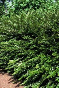 6x Lonicera pileata 'Purple Pearl' - ↕10-25cm - Ø9cm - Afbeelding 4