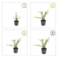 6x Lonicera pileata 'Purple Pearl' - ↕10-25cm - Ø9cm - Afbeelding 5