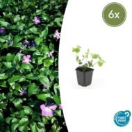 6x Vinca major - ↕10-25cm - Ø9cm