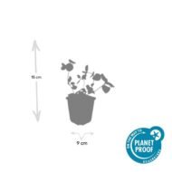 6x Vinca major - ↕10-25cm - Ø9cm - Afbeelding 4