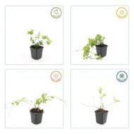 6x Vinca major - ↕10-25cm - Ø9cm - Afbeelding 5