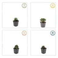 6x Potentilla tridentata 'Nuuk' - ↕10-25cm - Ø9cm - Afbeelding 4