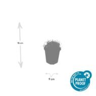 6x Sagina subulata - ↕10-25cm - Ø9cm - Afbeelding 5