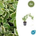 6x Vinca major 'Variegata' - ↕10-25cm - Ø9cm