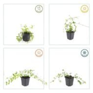 6x Vinca minor 'Aureovariegata' - ↕10-25cm - Ø9cm - Afbeelding 4