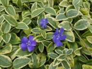 6x Vinca minor 'Aureovariegata' - ↕10-25cm - Ø9cm - Afbeelding 5