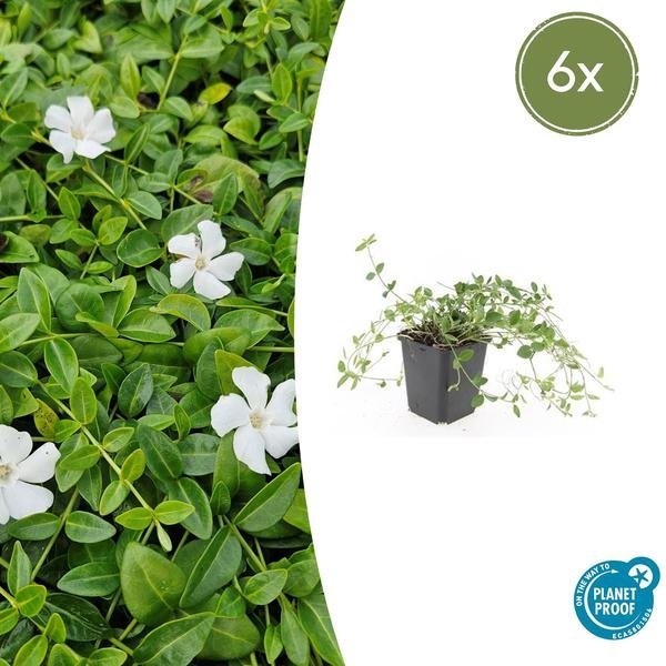 thumbnail_600-662 6x Vinca minor 'Gertrude Jekyll' - ↕10-25cm - Ø9cm - Afbeelding 1
