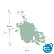 6x Vinca minor 'La Grave' - ↕10-25cm - Ø9cm - Afbeelding 2