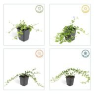 6x Vinca minor 'La Grave' - ↕10-25cm - Ø9cm - Afbeelding 4