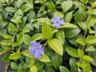 6x Vinca minor 'La Grave' - ↕10-25cm - Ø9cm - Afbeelding 5
