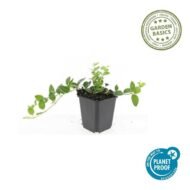 6x Vinca minor 'Ralph Shugert' - ↕10-25cm - Ø9cm - Afbeelding 2