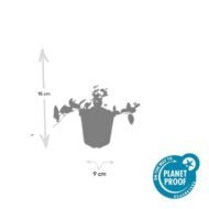 6x Vinca minor 'Ralph Shugert' - ↕10-25cm - Ø9cm - Afbeelding 3