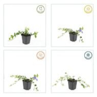 6x Vinca minor 'Ralph Shugert' - ↕10-25cm - Ø9cm - Afbeelding 6