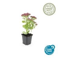 6x Sedum 'Herbstfreude' - ↕10-25cm - Ø9cm - Afbeelding 2