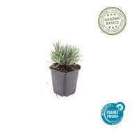 6x Lavandula int. 'Edelweiss' - ↕10-25cm - Ø9cm - Afbeelding 2