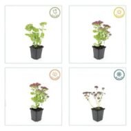 6x Sedum 'Herbstfreude' - ↕10-25cm - Ø9cm - Afbeelding 4