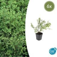 6x Symphoricarpos ch. 'Hancock' - ↕10-25cm - Ø9cm