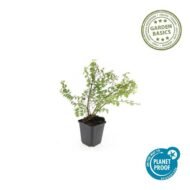 6x Symphoricarpos ch. 'Hancock' - ↕10-25cm - Ø9cm - Afbeelding 4