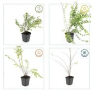 6x Symphoricarpos ch. 'Hancock' - ↕10-25cm - Ø9cm - Afbeelding 5