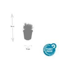 6x Lavandula int. 'Edelweiss' - ↕10-25cm - Ø9cm - Afbeelding 3