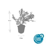 6x Symphoricarpos ch. 'Hancock' - ↕10-25cm - Ø9cm - Afbeelding 7