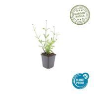 6x Verbena bon. 'Lollipop' - ↕10-25cm - Ø9cm - Afbeelding 2